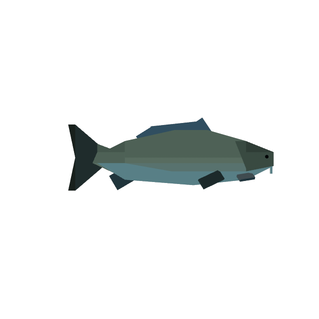 Carp